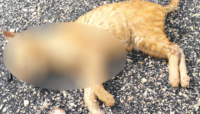 Alarma en la colonia felina del Polígono Industrial Mirabueno tras la aparición de seis gatos muertos