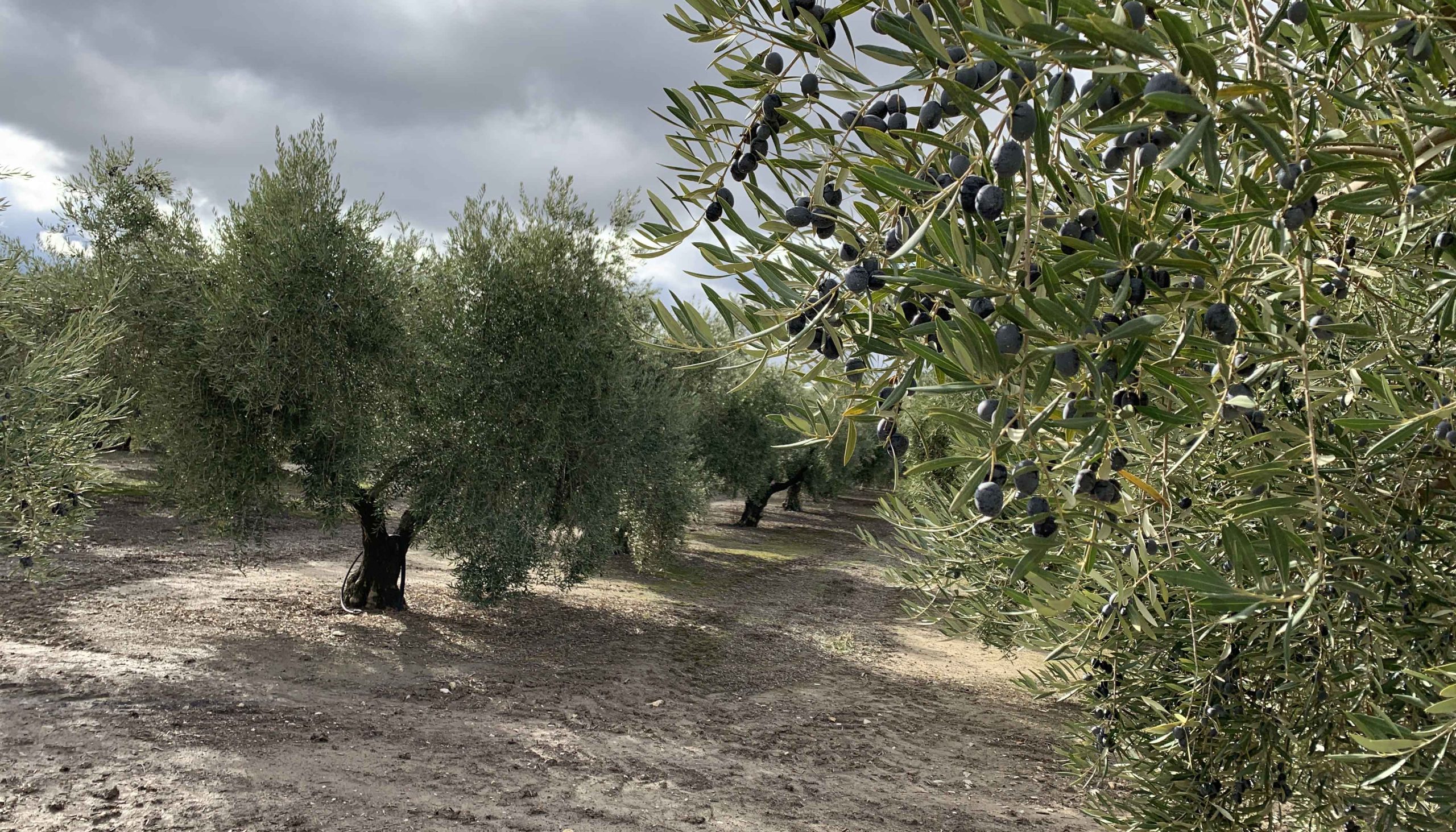 Cooperativas reclama una equiparación territorial en la rebaja de módulos fiscales para el olivar