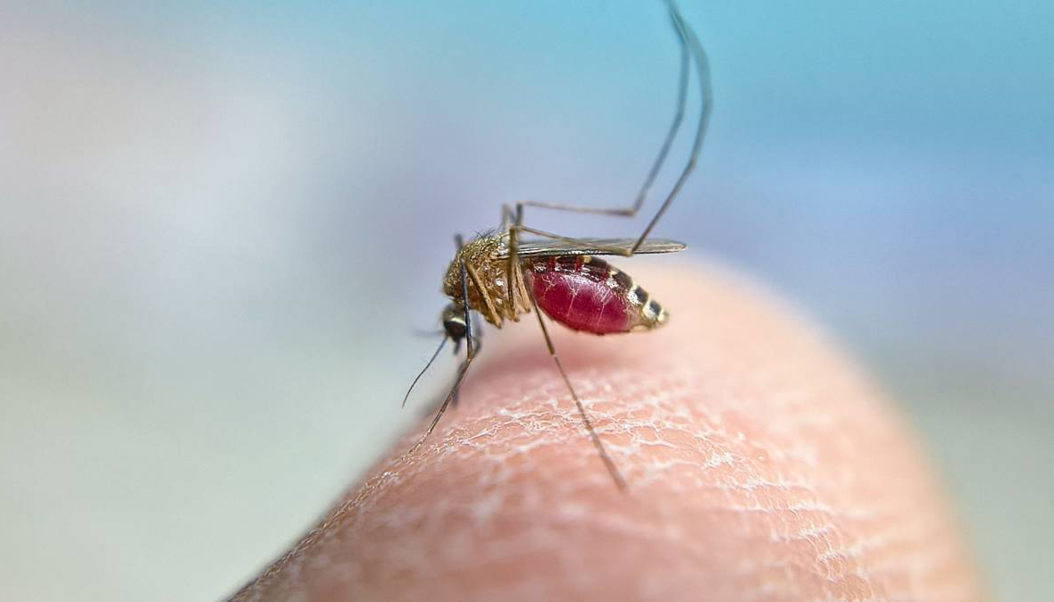 Torredonjimeno deja de estar en alerta por el virus del Nilo